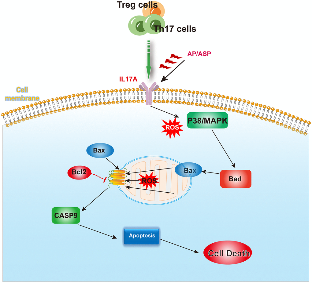 The mechanism summary diagram. AS and ASP could downregulate the expression of IL17A, and inhibit the activation of p38/MAPK pathway induced by abnormal cytokines and ROS, thereby ameliorating the aberrant levels of Bad, Bax and Bcl-2, and rectifying the abnormal apoptosis of bone marrow hematopoietic stem cells.