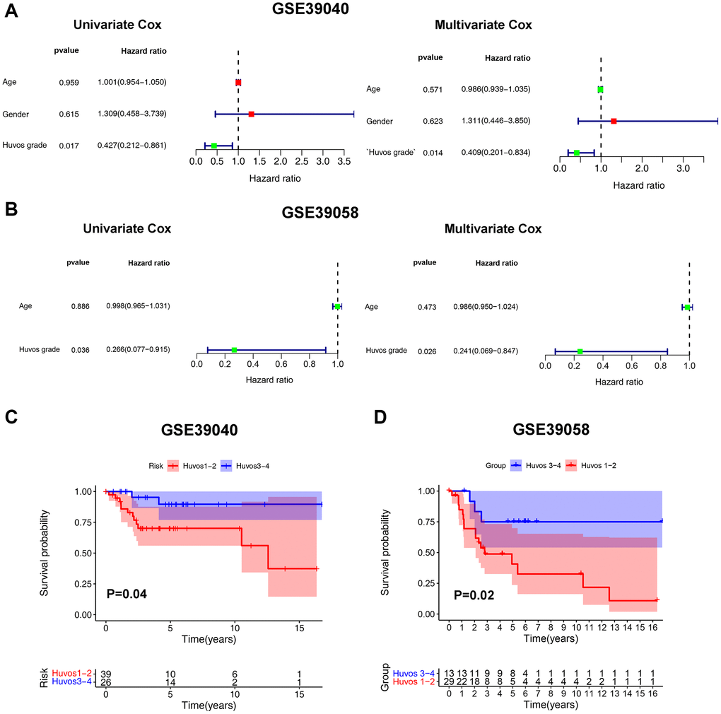 The Huvos grades - an independent risk factor for OS overall survival. The Cox regression analysis of Huvos grade in GSE39040 (A) and GSE39058 (B). The overall survival analysis between Huvos 1–2 and Huvos 3–4 Huvos grades in GSE39040 (C) and GSE39058 (D).