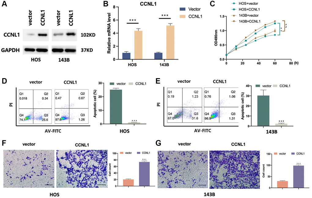CCNL1 promotes migration and inhibits apoptosis of OS cells. CCNL1 expression level in HOS and 143B was examined through western blot (A) and qRT-PCR. ***P B). (C) The proliferation of control and CCNL1-overexpressed cells examined through MTT. **P ##P D, E) The apoptosis rate of CCNL1-overexpressed HOS, 143B cells and the control vector group was analyzed by flow cytometry. ***P F, G) Transwell results of migration ability of HOS and 143B cells. ***P 