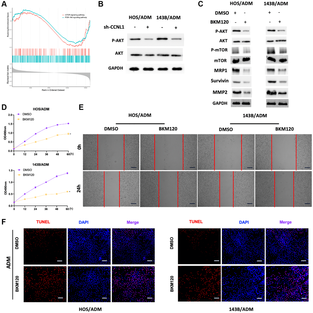 PI3K/AKT-mTOR pathway participated in the development and ADM-resistance. (A) The PI3K-Akt and mTOR were significantly enriched in OS patients with high CCNL1 levels by GSEA analysis. (B) Western blot results of the p-AKT and AKT in HOS/ADM and 143B/ADM cells. (C) Western blot results of the AKT (p-AKT), mTOR (p-mTOR), MRP1, Survivin, and MMP2 (with or without BKM120). (D) MTT assay results of the viability of HOS/ADM (143B/ADM) cells with BKM120. *P E) Wound-healing assay of HOS/ADM and 143B/ADM cells at 0 h, 24 h (with or without BKM120). Bar = 200 μm. (F) The rate of tunnel-positive cells increased in the BKM120 group in comparison to the DMSO group exposing to ADM, Bar = 200 μm.
