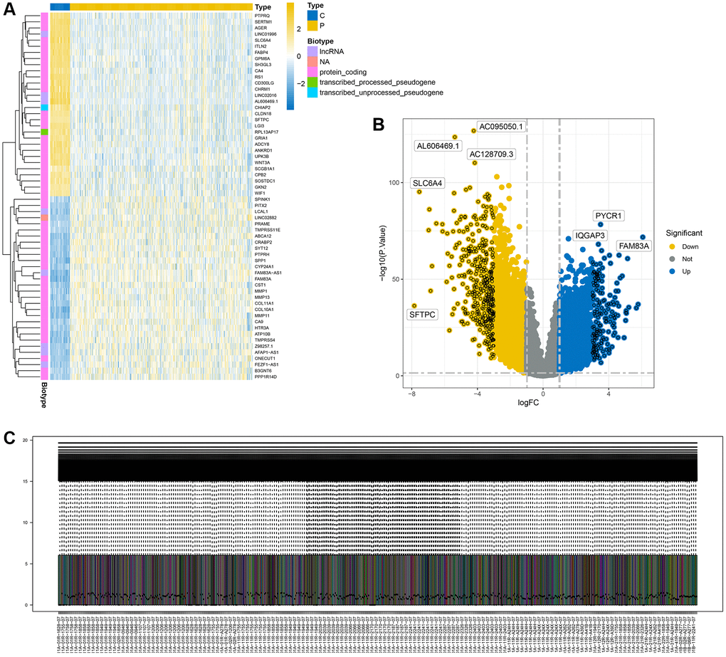 Display of differential analysis results. (A) Heatmap of differential genes; (B) Volcano plot of differential genes; (C) Distribution of differential genes after normalization.