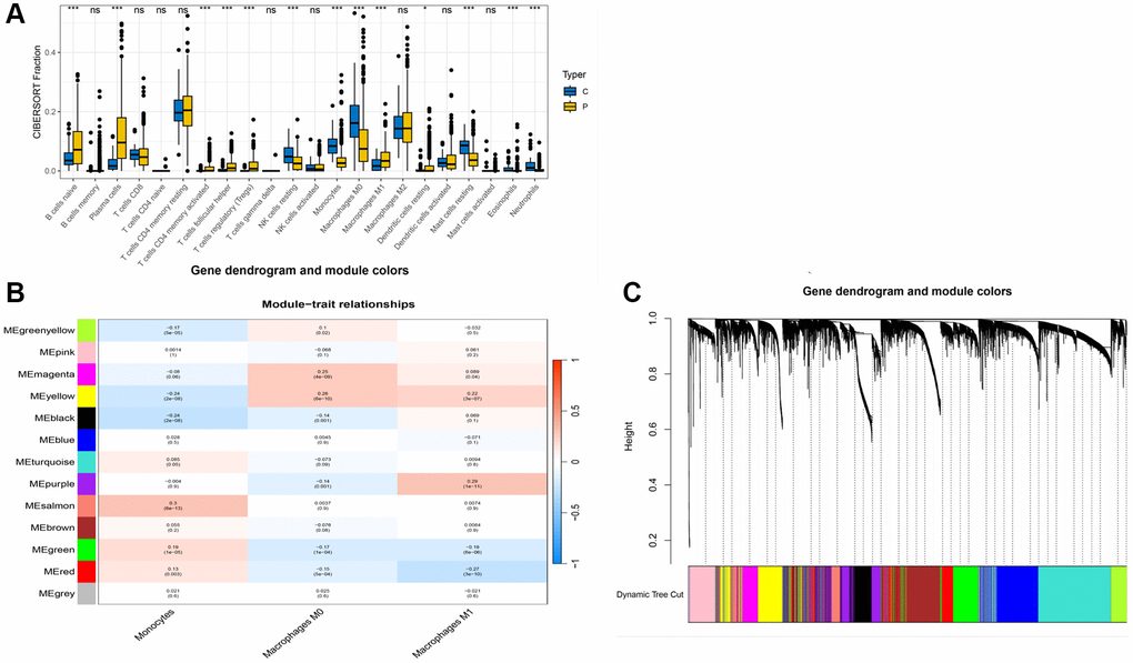 WGCNA analysis results. (A) Box plot of immune cell differences between groups; (B) Selection of modules associated with immune cells; (C) Distribution of subgroups in data.