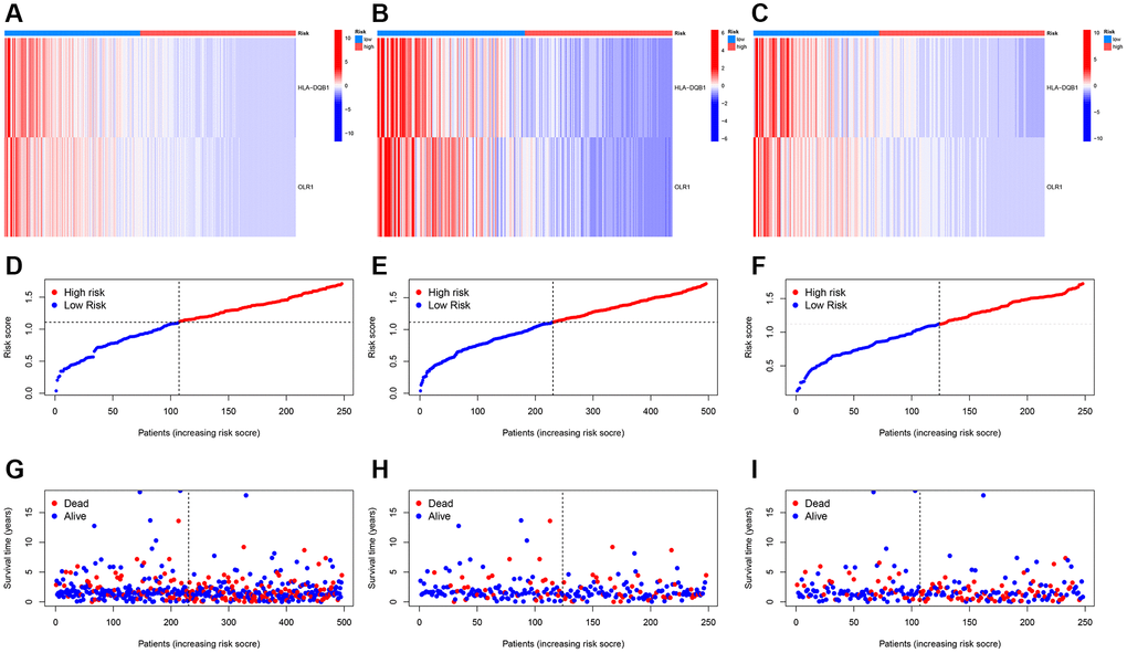 Risk heatmap. (A–C) Risk heatmap display for different groups; (D–I) Survival time and survival status between low-risk and high-risk groups in training, testing, and entire cohorts.