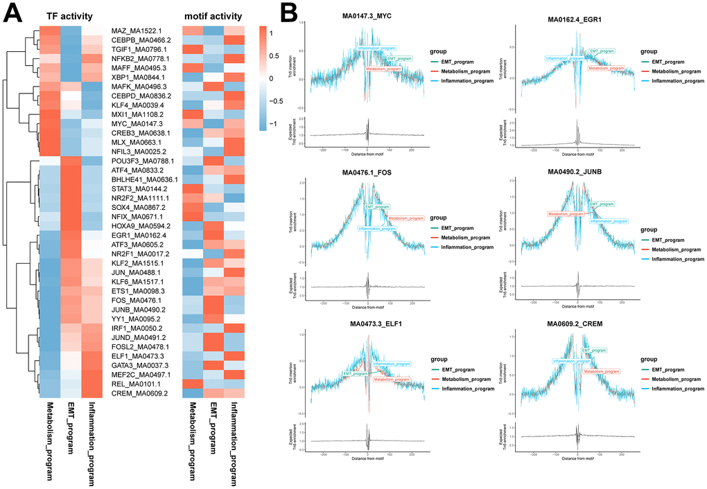 Identification of specific transcription factors of functionally heterogeneous cancer cells in ccRCC TME. (A) Heatmap of the results of pySCENIC analysis in scRNA-seq data, revealing the putative transcription factors associated with different meta programs. The right heatmap shows motif activities in scATAC-seq data, indicating the activities of transcription factor binding motifs in different cell types. (B) Transcription factor footprint analysis of disparate meta programs. The footprint analysis is for computing the normalized Tn5 insertion frequency for each position surrounding AP-1 motif instances. Different colors represent different meta programs.