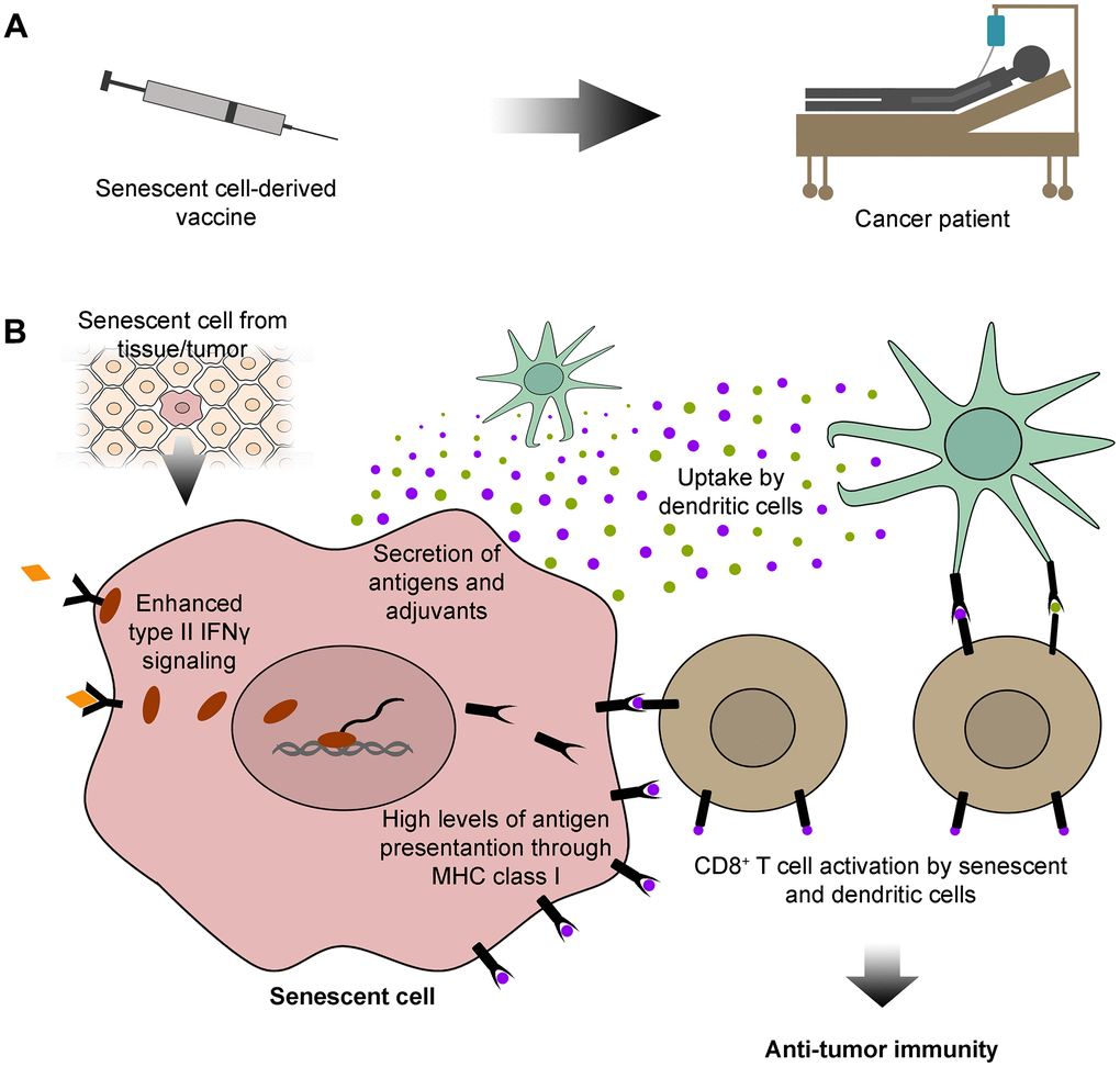 Senescent cell-derived vaccines: sources of specific antigens for cancer immunotherapy. (A) Here, we propose that senescent cells could be exploited for developing immunotherapeutic vaccines for cancer patients. (B) Senescent cells used in the development of these vaccines could be isolated from tissues or tumors. Senescent cells have outstanding features that could be exploited for cancer immunotherapy. These include high levels of type II interferon γ (IFNγ) signaling, which lead to abundant antigen presentation on the cell surface, through the major histocompatibility complex (MHC) class I. Senescent cells also secrete a vast array of antigens and adjuvants, which can be internalized and subsequently displayed by dendritic cells. Both senescent and dendritic cells can further activate CD8+ T cells with antigens common to senescent and cancer cells, empowering CD8+ T cells with an anti-tumor immune capacity.