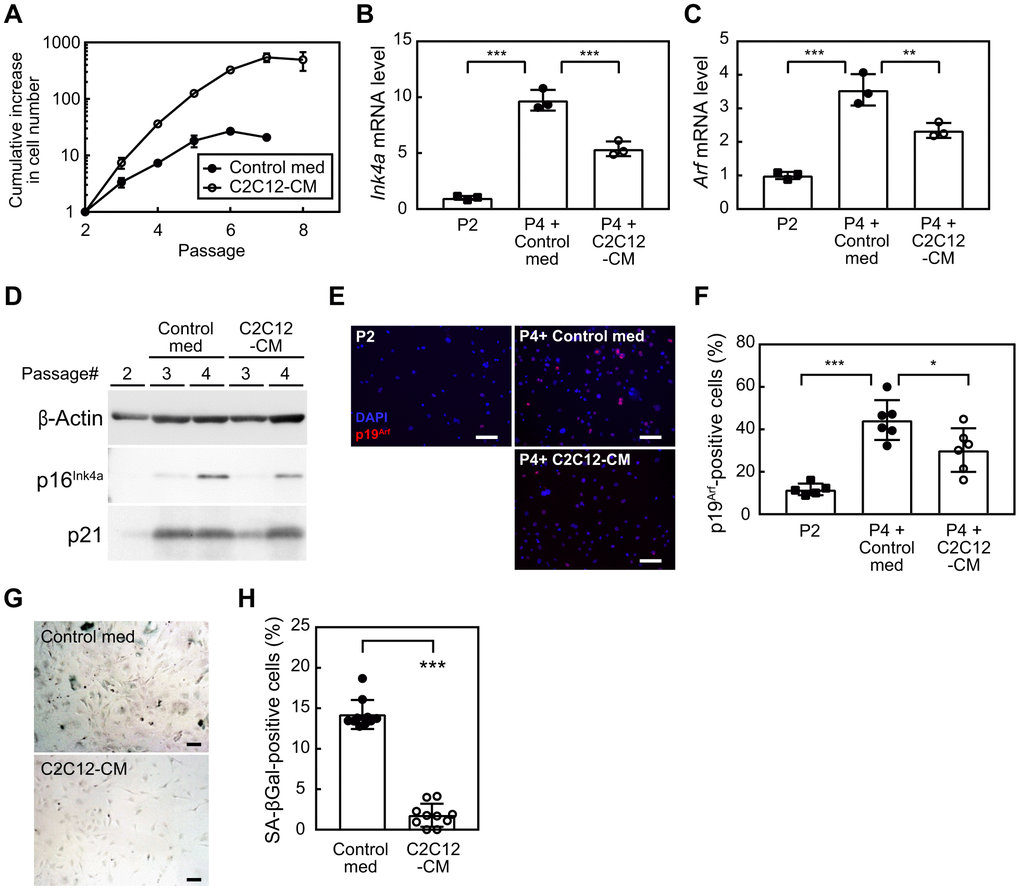 Myocyte-derived factors suppress cellular senescence. (A) Wild-type MEFs were cultured according to the 3T3 protocol in the presence of a control medium or C2C12-CM (1:1 dilution with DMEM containing 10% serum). Data represent the average value of triplicate samples ± SD. (B, C) Total RNA was isolated from cells and the expression of Ink4a (B) or Arf (C) was analyzed by real-time PCR. Values were normalized to Gapdh in each sample. (D) The expression of p16INK4a and p21 was analyzed by immunoblotting. β-Actin was used as a loading control. (E) An immunofluorescence analysis was performed using the p19ARF antibody. Cells were counterstained with DAPI. Scale bar, 100 μm. (F) The number of p19ARF-positive cells was counted in (E). (G) Cells (passage 4) were stained for SA-β-gal. Scale bar, 100 μm. (H) The number of SA-β-gal-positive cells was counted in each sample. Scale bar, 100 μm. Values represent means ± SD. Data were analyzed by a one-way ANOVA and Tukey’s post-hoc analysis (B, C, F) or the Student’s t-test (H). *P P P 