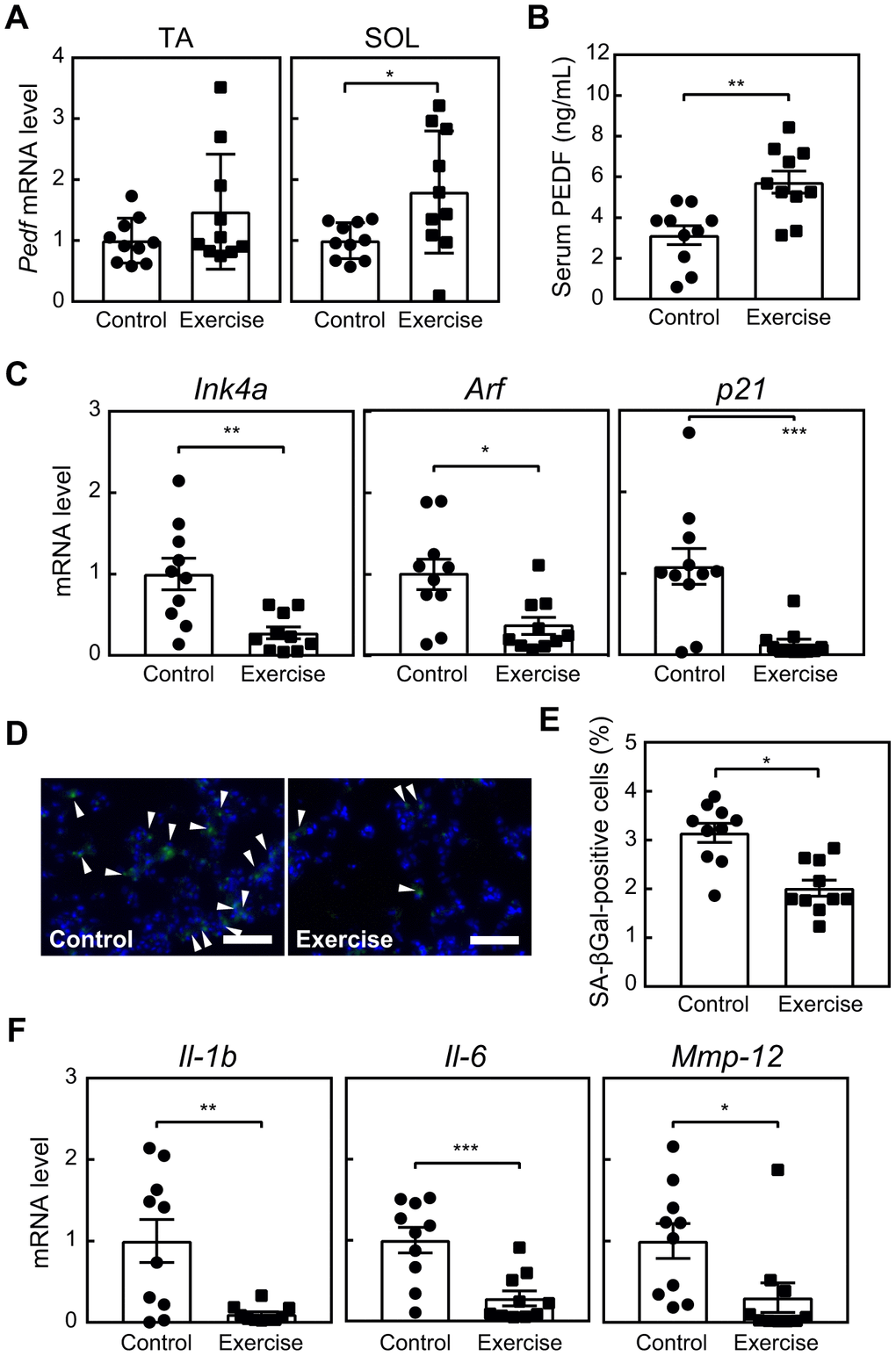 Voluntary exercise up-regulates PEDF and suppresses cellular senescence. Six-month-old wild-type mice were subjected to voluntary exercise for 8 weeks. (A) Total RNA was isolated from skeletal muscles (TA and SOL) and Pedf levels were analyzed by real-time PCR. Values were normalized to 18S rRNA in each sample. (B) Serum PEDF levels were analyzed by ELISA. (C) The expression of Ink4a, Arf and p21 in the lungs was analyzed by real-time PCR. Values were normalized to Gapdh in each sample. (D) Lung sections were stained for SA-β-gal. Arrowheads indicate SA-β-gal-positive cells. Scale bar, 100 μm. (E) The number of SA-β-gal-positive cells was counted in each sample. (F) The expression of Il-1b, Il-6, and Mmp-12 in lung total RNA was analyzed by real-time PCR. Values were normalized to 18S-rRNA in each sample. Values represent means ± SEM. Data were analyzed by the Student’s t-test. *P P P 