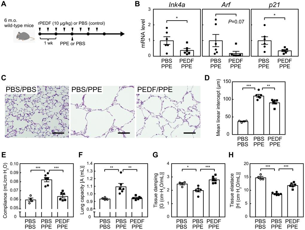 PEDF protected lung tissues from PPE-induced emphysema. (A) Experimental design. A recombinant PEDF protein was injected intraperitoneally twice a week for 4 weeks. PPE (5 units) was intranasally administered 2 weeks after the first dose of PEDF. Mice were analyzed 3 weeks after the PPE treatment. (B) Total RNA was isolated from lung tissues and the expression of Ink4a, Arf, and p21 was analyzed by real-time PCR. Values were normalized to Gapdh in each sample. (C) Representative images of control and PEDF-treated mouse lung sections. Sections were stained with hematoxylin and eosin. Scale bar, 100 μm. (D) Alveolar mean linear intercepts were measured. (E–H) A pulmonary function test was performed. Lung compliance (E), capacity (F), tissue damping (G), and tissue elastance (H) are shown. Values represent means ± SEM. Data were analyzed by the Student’s t-test (B), or a one-way ANOVA and Tukey’s post-hoc analysis (D–H). *P P P 