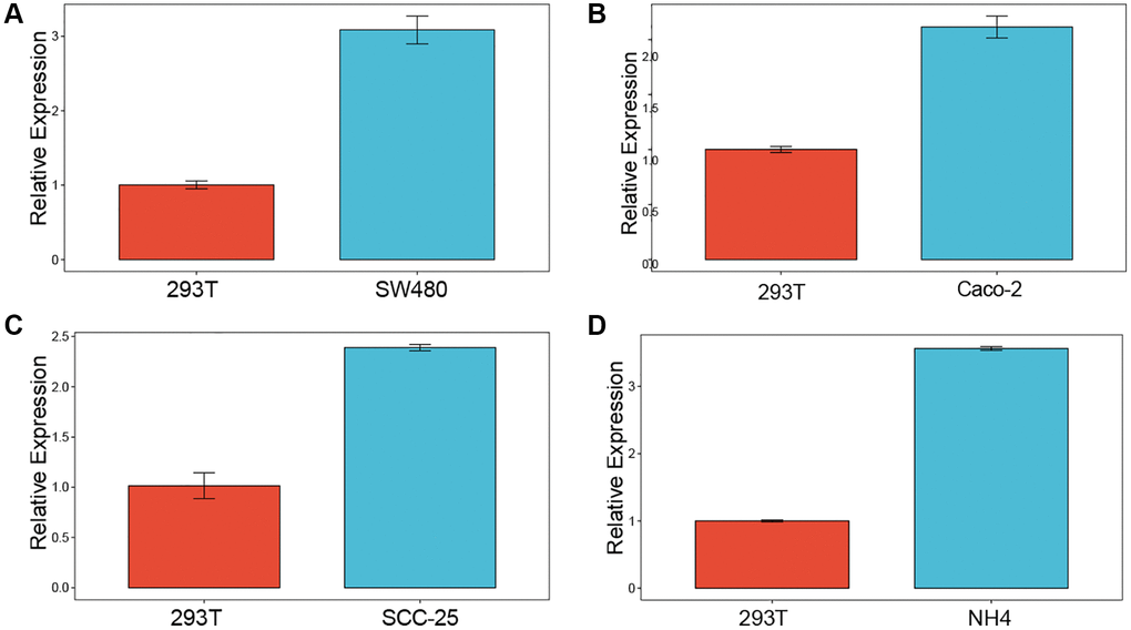 Experimental validation. Enrichment analysis of up-regulated differentially expressed genes (A–D) qPCR results revealed elevated levels of LTBR expression in cancer cell lines.