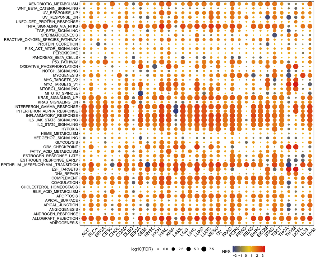 Gene set enrichment analysis in hallmark gene set.
