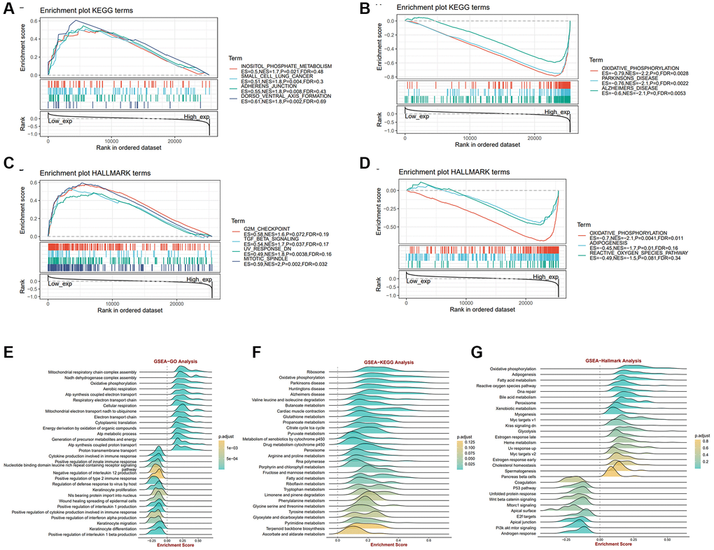 The biological function analysis of ALKBH7 in pan-cancer from different datasets, especially in HNSC. (A, B) Gene set enrichment analysis of ALKBH7 expression-related signaling pathways using the KEGG datasets in pan-cancer. (C, D) Gene set enrichment analysis of ALKBH7 expression-related signaling pathways using the HALLMARK datasets in pan-cancer. (E) Gene set enrichment analysis of ALKBH7-related biological functions using the GO datasets in HNSC. (F) Gene set enrichment analysis of ALKBH7-related signaling pathways using the KEGG datasets in HNSC. (G) Gene set enrichment analysis of ALKBH7-related signaling pathways using the HALLMARK datasets in HNSC.