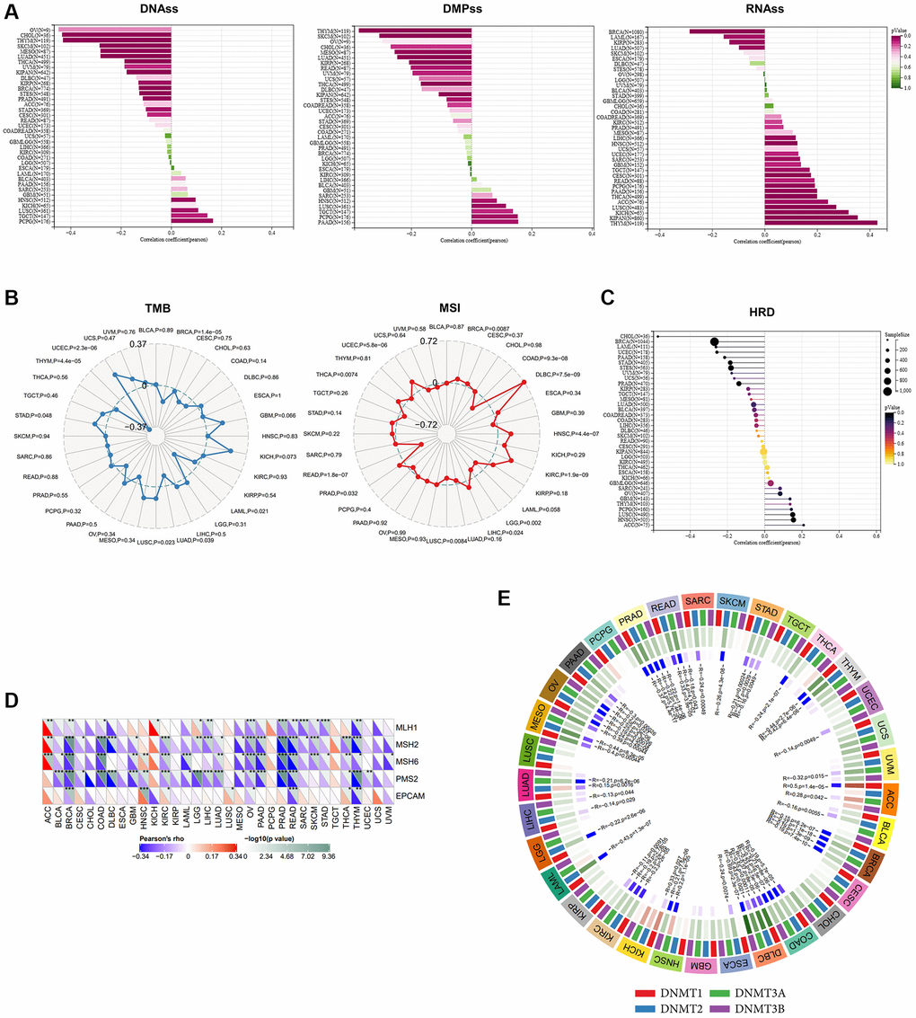 The analysis of stemness, TMB, MSI, MMR deficiency and DNA methyltransferases in pan-cancer. (A) Correlations of ALKBH7 expression with cancer stemness features based on DNAss, DMPss and RNAss (from left to right). (B) Correlations of ALKBH7 expression with TMB (left) and MSI (right). (C) Correlations of ALKBH7 expression with HRD. (D) Variation tendencies of 5 MMR genes. (E) Variation tendencies of 4 methyltransferases. *p **p ***p 