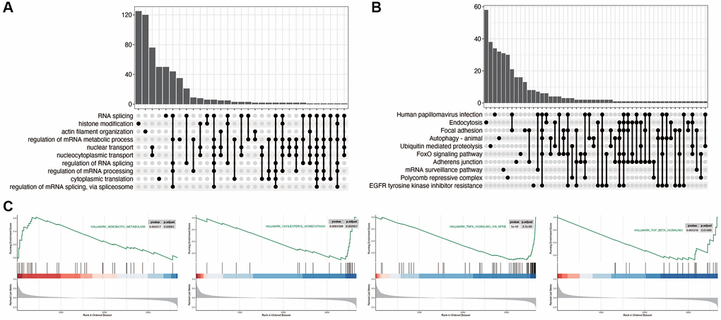 Functional enrichment analysis in diabetic nephropathy. (A, B) Pathway analysis comparing DN to control group, indicating significant enrichment in RNA splicing, histone modification, Focal adhesion, and FoxO signaling pathways in DN. (C) Pathways related to disulfidptosis in DN, showcasing activation of the XENOBIOTIC