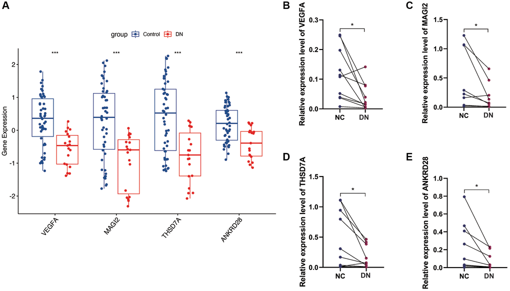 Gene expression analysis and PCR validation. (A) Expression analysis of the four model genes in the GSE30122 cohort, showing down-regulation in DN samples. (B–E) PCR validation results confirming the reduced expression levels of VEGFA, MAGI2, THSD7A, and ANKRD28 in DN compared to control blood samples, supporting their potential as diagnostic biomarkers. (*p ***p 