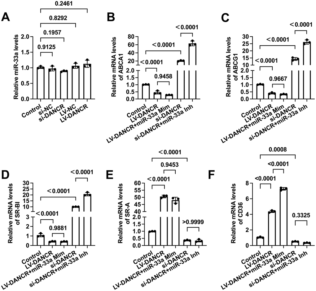 DANCR regulates the expression of membrane cholesterol transporters in a miR-33a-independent manner. THP-1 macrophages were treated with 50 μg/mL ox-LDL for 24 h. (A) Cells were transfected with 20 μM si-DANCR, 1×1010 TU/mL LV-DANCR, or their corresponding control for 48 h. miR-33a levels were determined by qPCR. (B–F) Cells were transfected with 20 μM si-DANCR, 1×1010 TU/mL LV-DANCR, and 50 nM miR-33a mimic (Mim) /inhibitor (Inh) for 48h. Then, qPCR was conducted to determine the expression of ABCA1, ABCG1, SR-BI, SR-A, and CD36. All results are presented as the mean ± SD from three independent experiments performed in triplicate.