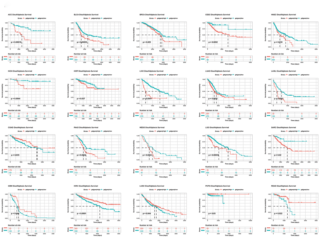 Kaplan-Meier plots of the disulfidptosis score and overall survival.