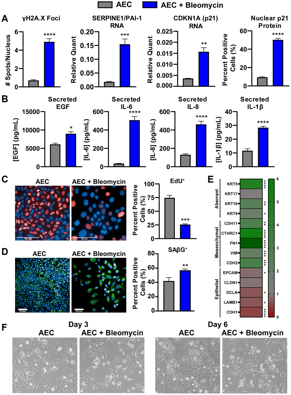 Bleomycin-damaged primary alveolar epithelial cells exhibit cellular senescence, SASP, and an aberrant phenotype. (A) Following one-week culture post-bleomycin challenge, primary AECs were either fixed for high content immunocytochemistry analysis of nuclear p21 intensity and γH2A.X foci per nucleus or lysed for qPCR gene expression analysis of senescence genes Cdkn1a and Pai1. For gene expression, data were normalized to Gapdh housekeeper expression using the 2−ΔCt method. (B) Supernatants from AECs were assayed for components of the SASP (IL-6, IL8, and IL-1β) by MSD kits and EGF by Luminex. (C) EdU incorporation was assessed by high content fluorescence analysis in bleomycin-treated and -untreated AECs to show arrest of the cell cycle by determination of Alexa647-positive cells. (D) SAβG activity was measured using a fluorogenic probe incubated on fixed cells at pH 6 for and subsequent nuclear staining with Hoechst, high content imaging, and quantitation in Harmony to calculate the percent positive objects. (E) AECs were lysed for qPCR gene expression analysis of common epithelial, mesenchymal, or aberrant basaloid markers. Data were normalized to Gapdh expression, a fold change value versus untreated AECs was determined using the 2−ΔΔCt method, and fold change data were plotted in a heatmap. (F) Representative 10X magnification brightfield images of AECs with and without 24-hr bleomycin treatment at days 3 and 6. Data are representative of three biological donors across 3-5 independent experimental repeats. For all experiments, statistical analysis was performed using unpaired t-tests in GraphPad Prism: *p **p ***p ****p n = 3 (A, E), n = 3-5 (B), or n = 2 (C, D, F) technical replicates.