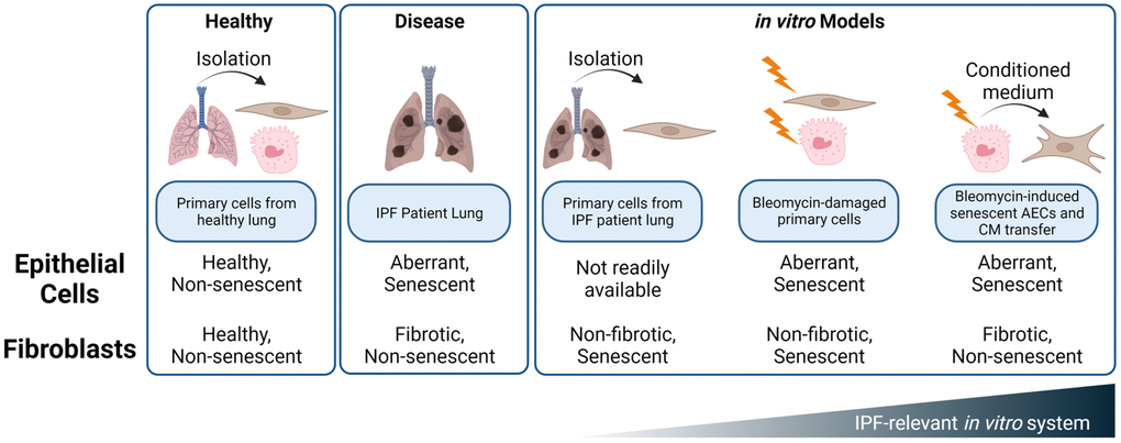 Summary of in vitro and ex vivo systems to mimic alveolar epithelial and fibroblast damage and dysfunction in the IPF lung. While IPF fibroblasts and bleomycin treated NHLFs exhibit some hallmarks of senescence, these cells do not appear to demonstrate a phenotype of Cdkn2a/p16ink4a expression, ECM deposition, or secretion of fibrotic mediators such as TIMP1. Rather, the SASP of senescent, aberrant epithelial cells drives a fibrotic phenotype in NHLFs that is consistent with progressive fibrosis. Development of senolytic agents presents an opportunity for therapeutic impact early in disease pathogenesis and with an orthogonal mechanism than the fibroblast targeting standard of care, Nintedanib. Image created with https://www.biorender.com/.
