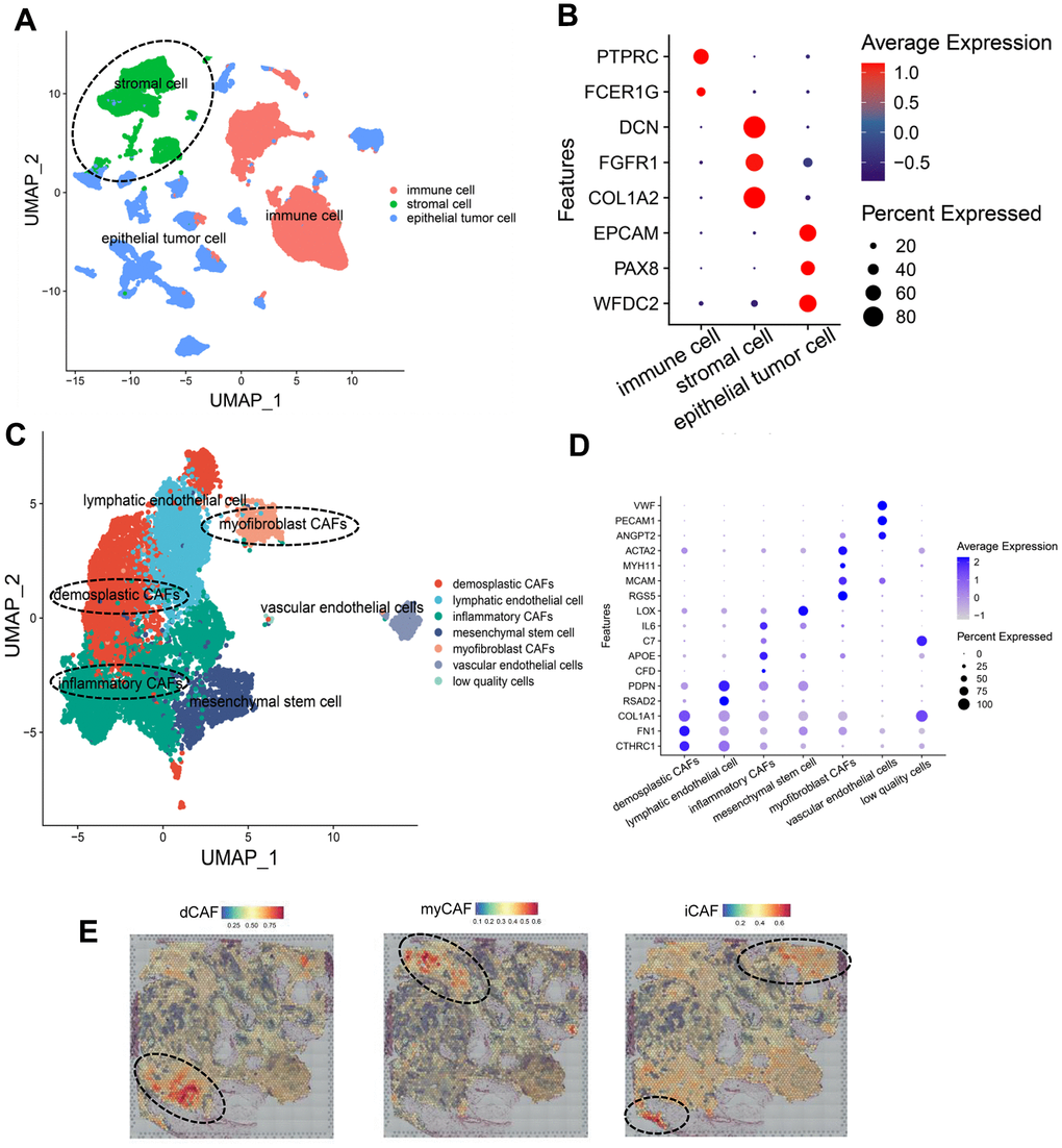 Identification of CAF subpopulations in OC. (A) UMAP plot of all cells, colored by cell types. (B) Dot plot showing expression of cell type markers. (C) UMAP plot of stromal cells, colored by cell types. (D) Dot plot showing the expression of gene markers of cell types in stromal cells. (E) Spatial distribution of CAF-subpopulation-specific scores defined by marker genes, calculated by the AddModuleScore function. Representative images are shown.