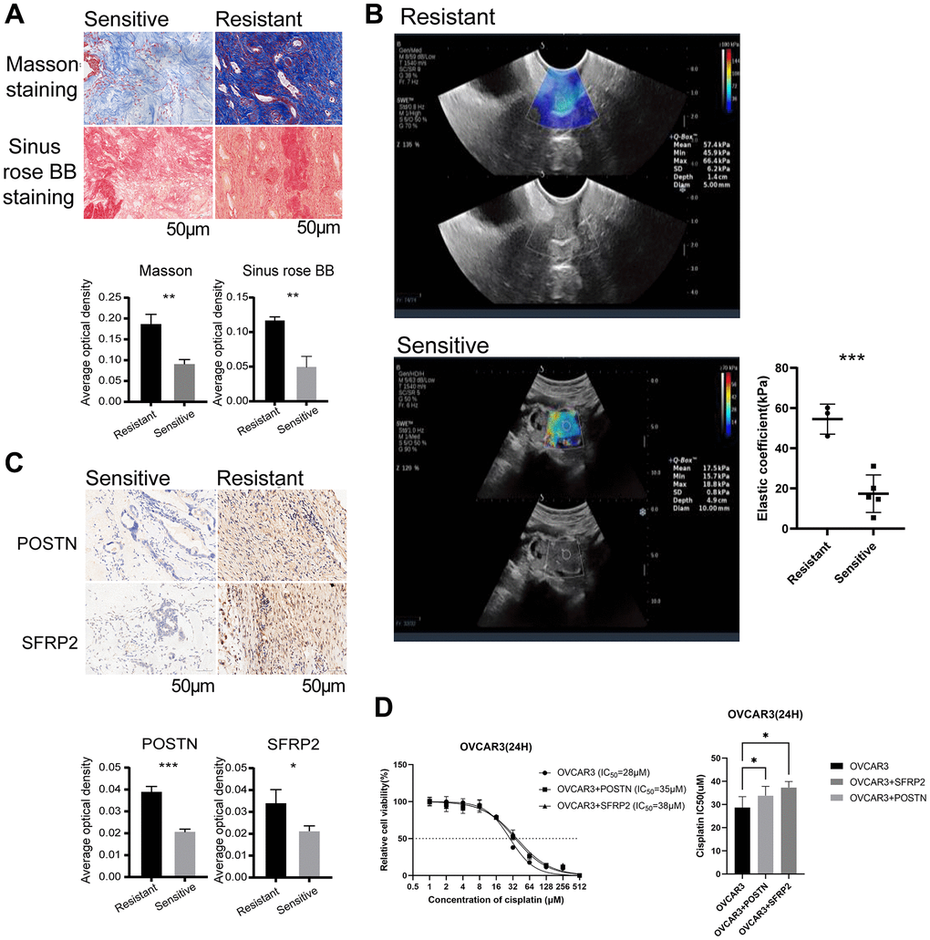 dCAFs were related to platinum resistance in OC patients. (A) Representative plots of Masson staining and Sinus rose BB staining in platinum-sensitive and -resistant OC cohorts (scale bar: 50 μm). The collagen fiber density was identified by AOD. (B) Elastic coefficient (kPa) and representative ultrasound elastography images of OC patients with platinum treatment. (C) Representative IHC staining of POSTN and SFRP2 in platinum-sensitive and -resistant cohorts (scale bar: 50 μm). The expression level of POSTN and SFRP2 was identified by AOD. (D) Quantitative analysis of IC50 of OVCAR3 with cisplatin treatment for 24 hours in the presence or absence of recombinant POSTN (1 μg/ml) or recombinant SFRP2 (1 μg/ml). (***p p p 