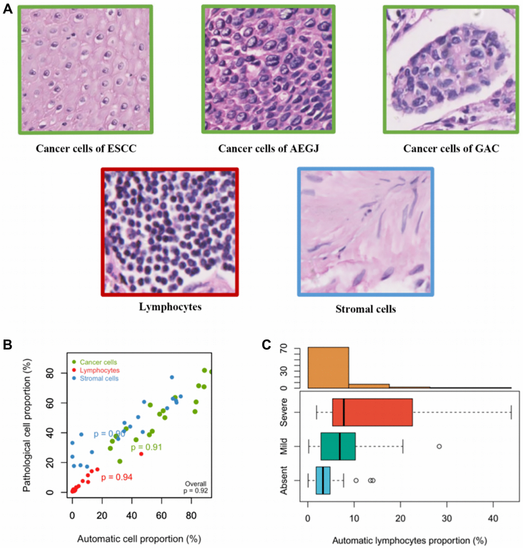 Establishment and verifications of the cell training set in AEGJ. (A) Example images of the three classes used in the classifier: cancer cells, lymphocytes, and stromal cells. (B) Cell proportions obtained by automated image analysis were compared to pathologists’ counts for a total of 10,000 single cells in a representative set of 20 tissue samples within AEGJ. (C) TILs proportions versus manual grading for AEGJ TIL infiltration in random one-third samples.