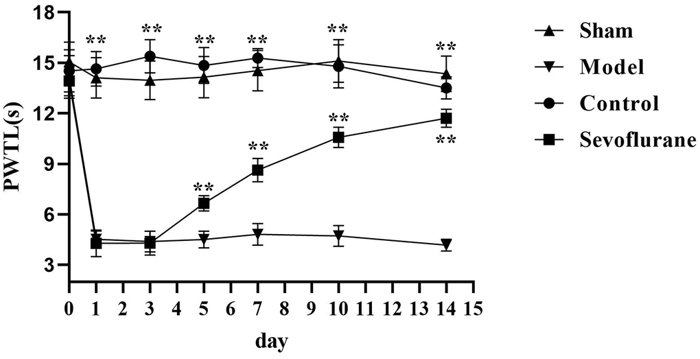 Comparison of PWTL among four groups of mice. Sham group vs. Model group, Model group vs. Sevoflurane group, Control group vs. Sevoflurane group, **P