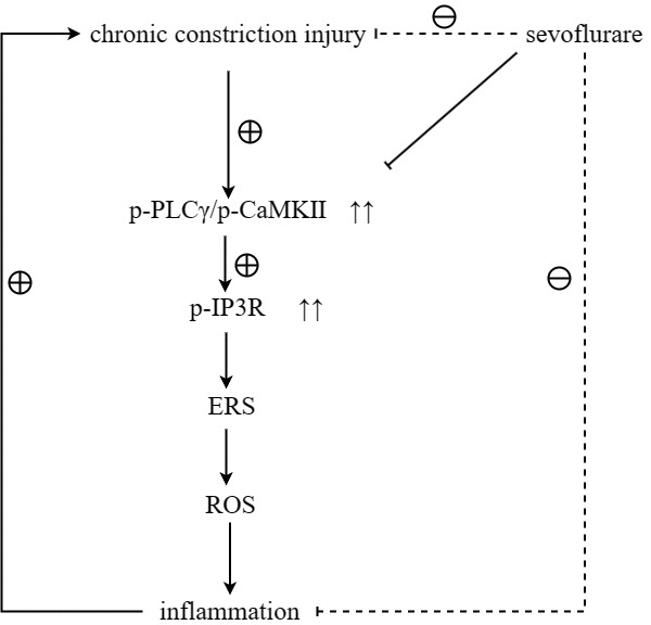 Sevoflurane maintained ER stress and oxidative stress homeostasis by inhibiting the activation of the PLCγ/CaMKII/IP3R signaling pathway, thereby repressing neuropathic pain.