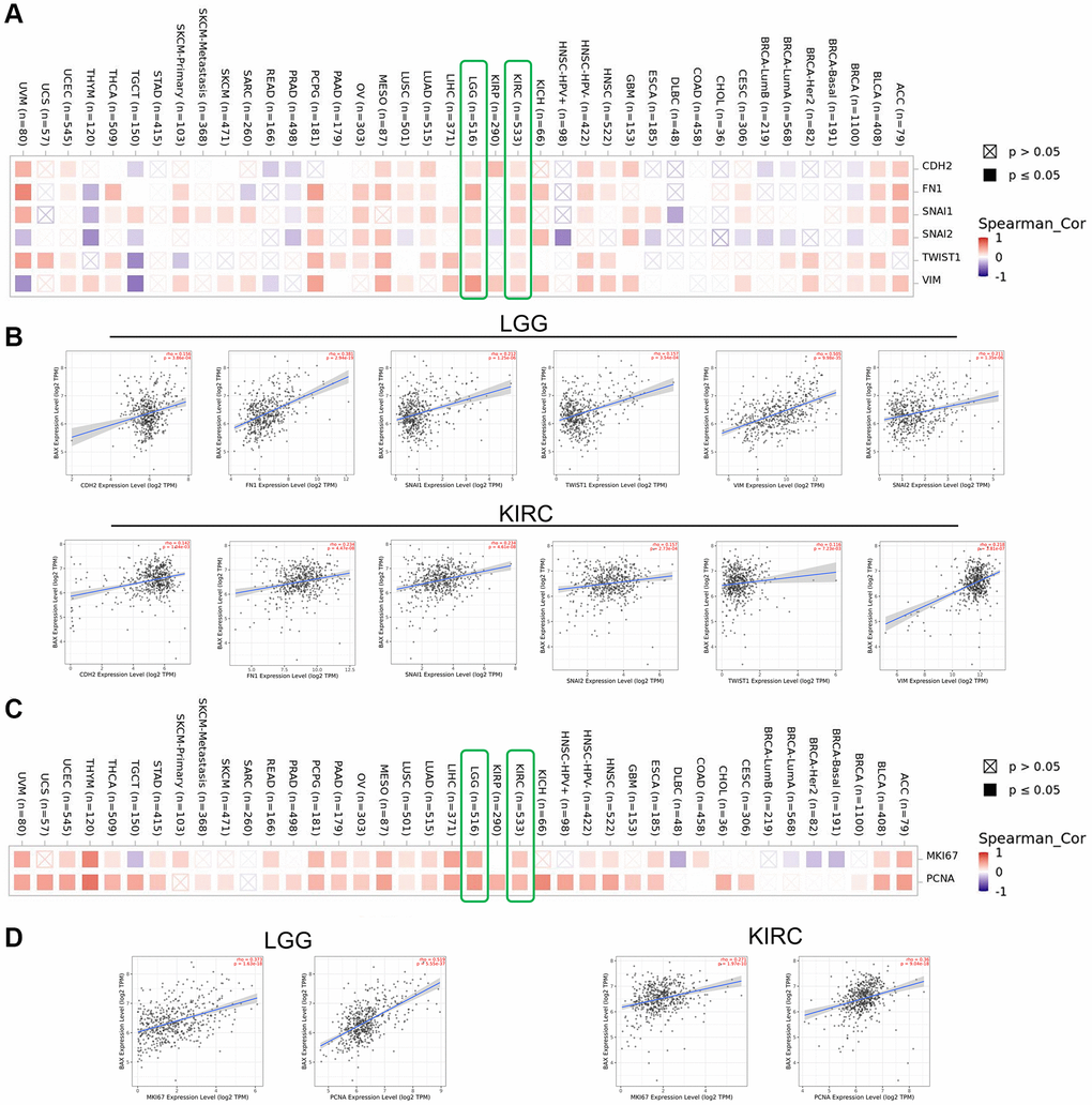 Correction analysis between BAX and cell proliferation and EMT. (A, B) Correlation analysis on the association between BAX expression and EMT markers (CDH2, Fibronectin 1, Snail1, Snail2, TWIST1 and Vimentin), especially in LGG and KIRC. (C, D) Associations between BAX expression level and proliferation markers (MKI67 and PCNA) were investigated in different cancer types, especially in LGG and KIRC.