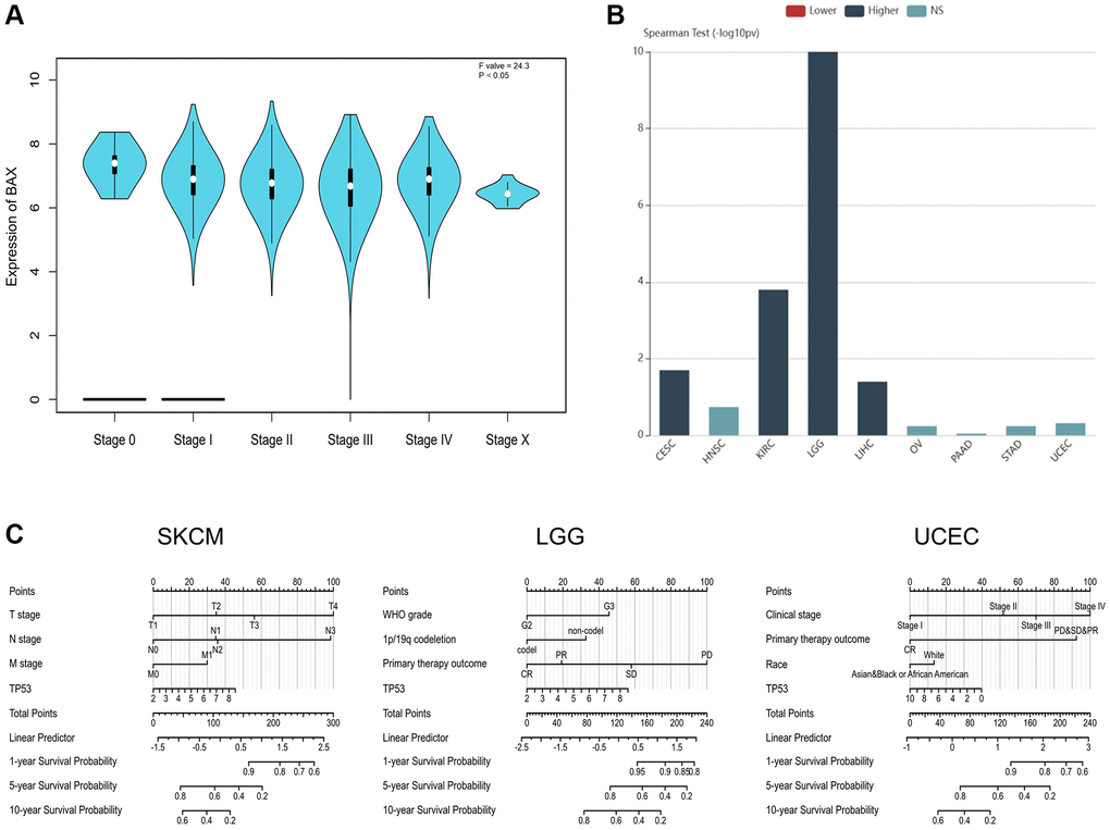 The correlation between BAX expression and cancer stages. (A) The correlation between BAX expression and pathological stages of 33 TCGA cancers. (P B) Correlation between BAX expression and tumor grade in cancers. (P C) The expression of BAX in SKCM and UCEC based on individual cancer stages. (P C) The nomogram models of SKCM, UCEC and LGG.