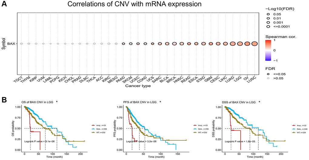 Analysis of BAX CNV in pan-cancer. (A) A Spearman association between BAX CNV and mRNA was displayed in pan-cancer. (B) The potential relationship between BAX CNV and OS, DSS and PFS of LGG. (p 