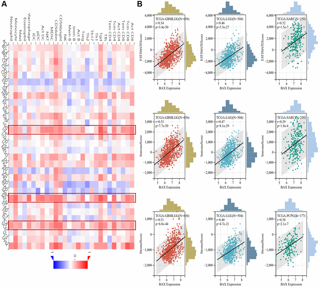 Correlation analysis between BAX expression and the abundance of immune infiltration. (A) Correlation analysis between abundance of tumor-infiltrating lymphocytes and BAX expression in different cancer types. (B) The top three cancers were GBMLGG, LGG and SARC (ESTIMATEScore); GBMLGG, LGG and SARC (ImmuneScore); GBMLGG, LGG and PCPG (StrornalScore), respectively. (P 