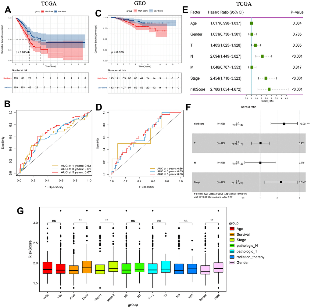 Prognostic analysis of risk score. (A) Kaplan-Meier survival analysis of early-stage LUAD in TCGA high and low risk score group; (B) Time-dependent ROC analysis measuring the predictive value of the risk score in TCGA; (C) Kaplan-Meier survival analysis of early-stage LUAD in GEO high and low risk score group; (D) Time-dependent ROC analysis measure the predictive value of the risk score in GEO; (E) Univariate Cox analysis confirmed that risk score was associated with overall survival in TCGA; (F) Multivariate Cox analysis found that risk score was an independent prognostic factor for early-stage LUAD in TCGA; (G) Correlation between risk score and clinical characteristics.