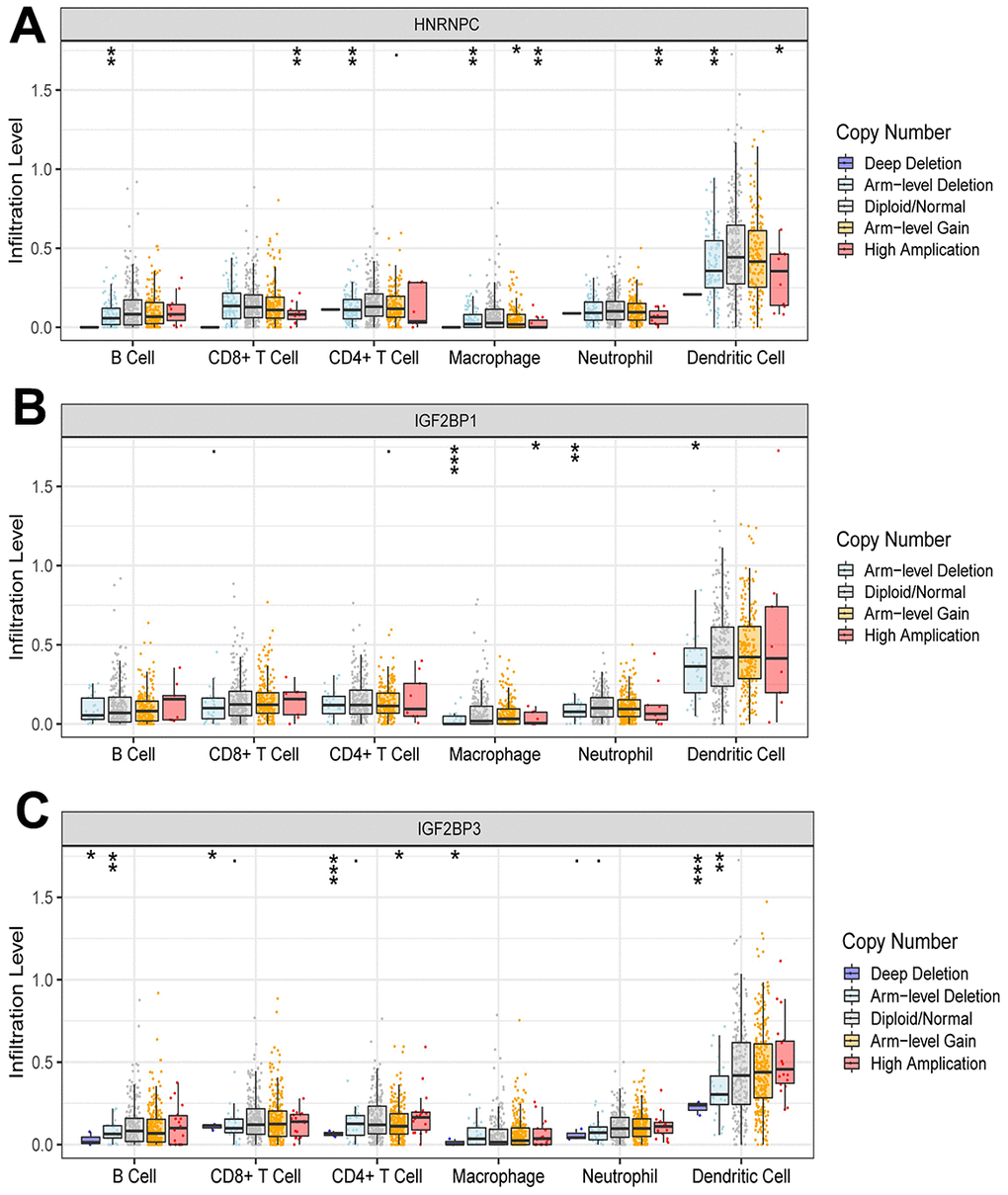 Effect of CNAs of HNRNPC (A), IGF2BP1 (B) and IGF2BP3 (C) on immune cell infiltration level. *, P 