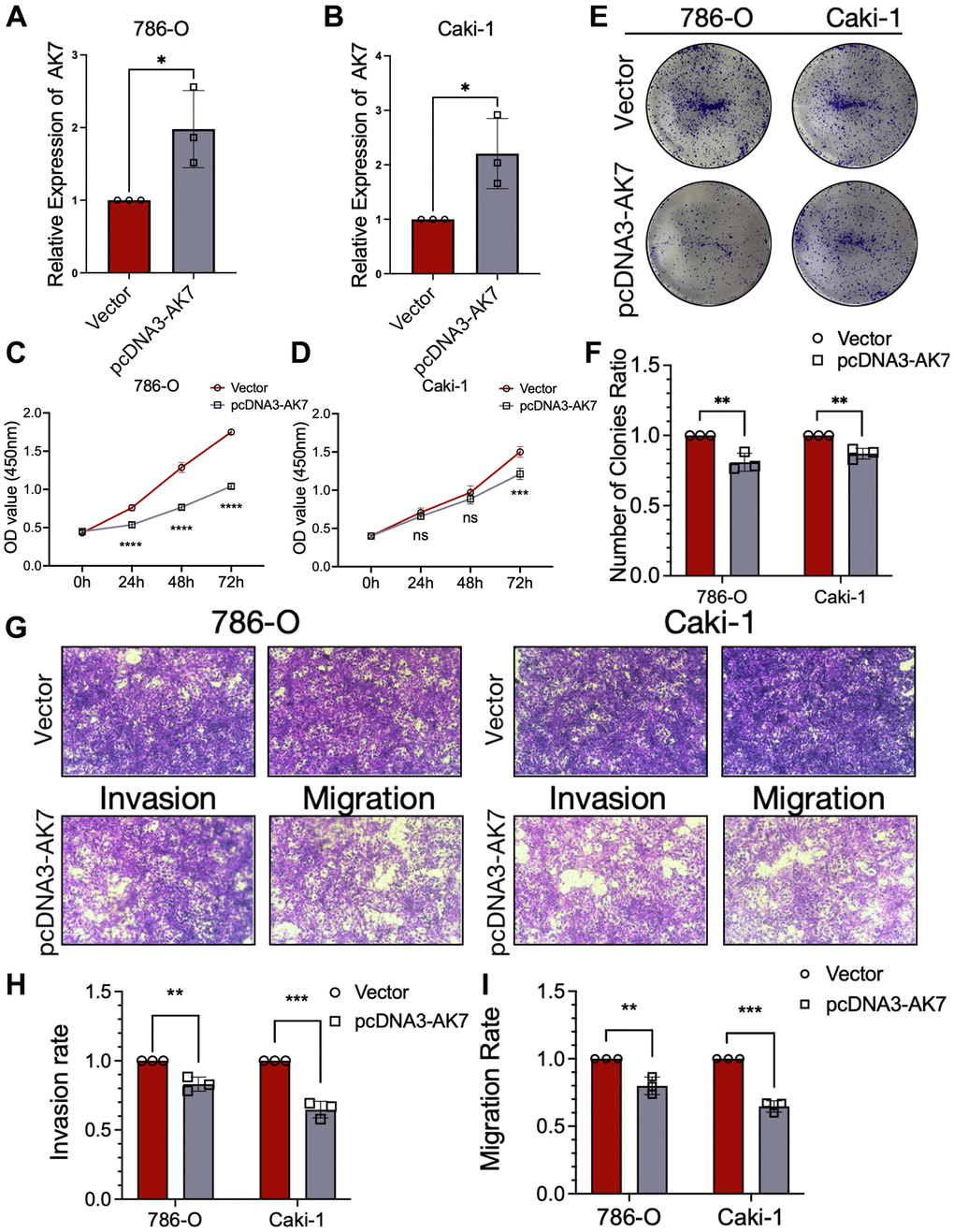Overexpression of AK7 inhibited proliferation, invasion and migration of human ccRCC cell lines. (A, B) qRT-PCR verified the efficiency of overexpression of AK7 in 786-O and AKI-1 cell lines. (C, D) The growth curves of 786-O (C) and Caki-1 (D) cells were plotted after overexpression of AK7 based on CCK-8 assay. (E, F) Colony formation assays demonstrated that overexpression of AK7 inhibited the proliferation of 786-O and Caki-1 cells. (G–I) Transwells experiment demonstrated that overexpression of AK7 could effectively inhibit the migration and invasion ability of ccRCC cells. *P **P ***P ****P 