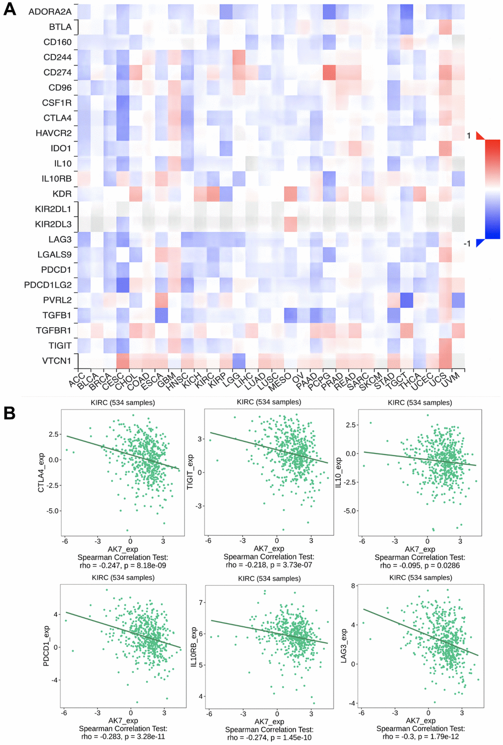 The expression of AK7 was correlated with immunosuppressive factors. (A) Correlation between AK7 and immunoinhibitors in different cancers. (B) The expression of AK7 was negatively correlated with the expression of CTLA4, TIGIT, IL10, PD1, IL0RB, LAG3 and other immunosuppressive factors. *P **P ***P ****P 