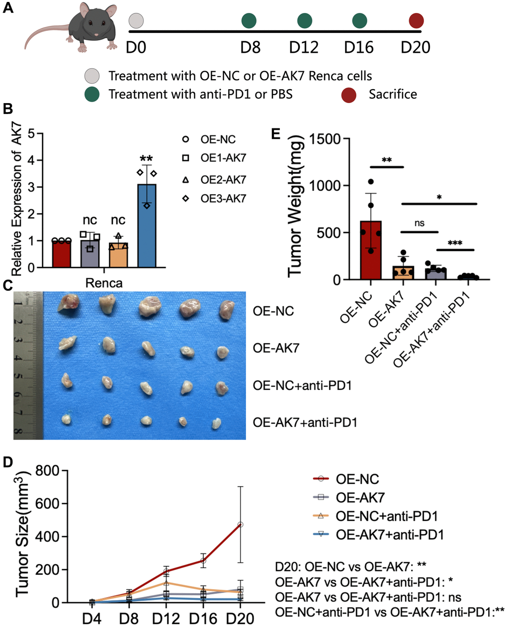 Overexpression of AK7 inhibits RCC growth and enhances anti-PD1 efficacy. (A) Schematic diagram of establishment of mouse subcutaneous tumor model in each group. (B) Three lentiviruses were designed to overexpress AK7 expression in RENCA cell lines, and their overexpression efficiency was verified by qRT-PCR. (C) Images of subcutaneous tumors in each group. (D, E) Analysis of subcutaneous tumors in the respective groups. *P **P ***P ****P 