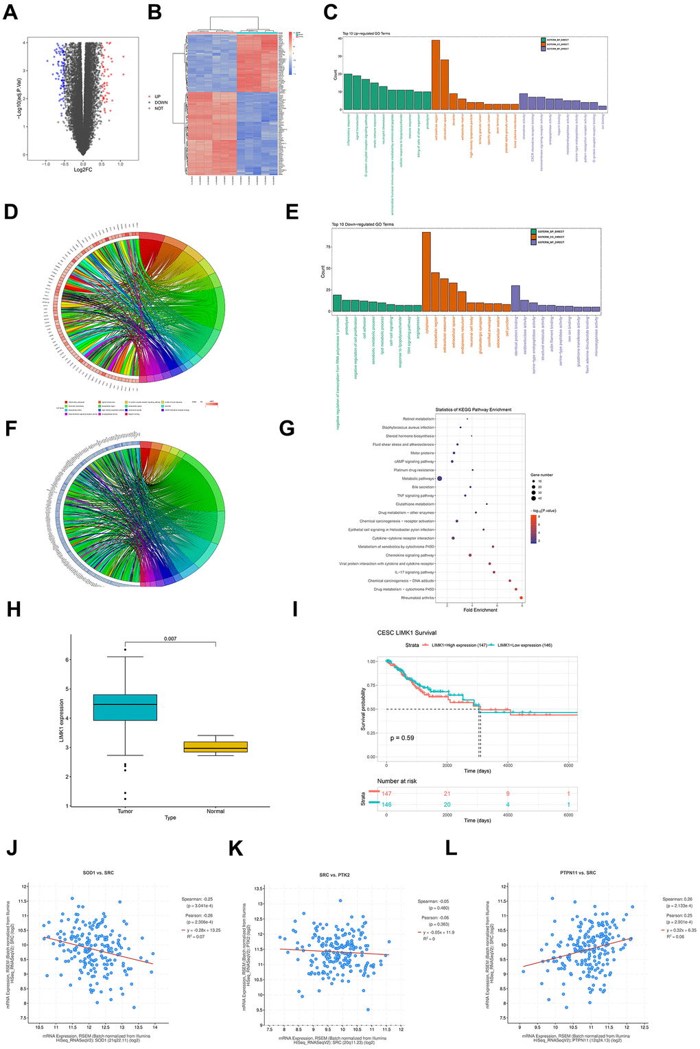 Raw letter analysis results. (A) Volcano plot of visualized grouped differential genes (DEGs) for dataset GSE173097 was constructed in R software using the ggplot2 package; (B) heatmap of cluster analysis of DEGs was plotted using the R package pheatmap; (C) biological processes containing the top 10 counts were plotted in the R language environment using GOplot as well as the ggplot2 package, cellular components and molecular functions of up-regulated differentially expressed genes in GO pathway pathway maps; (D) enrichment in biological processes such as inflammatory response, signal transduction, G-protein coupled receptor signaling pathway chordal maps; (E) GO pathway maps containing differentially expressed genes down-regulated by BP, CC, and MF; (F) enrichment in negative regulation of transcription from RNA polymerase II promoter, proteolysis, negative regulation of cell proliferation and other biological processes; (G) KEGG enrichment analysis; (H) box plot of expression in diseased and normal tissues; (I) LIMK1 prognostic overall survival curves; (J) LIMK1 and SOD1 plotted as a correlation scatterplot; (K) sod1 and SRC plotted as a correlation scatterplot; (L) PTPN1 and SRC plotted as a correlation scatter plots.