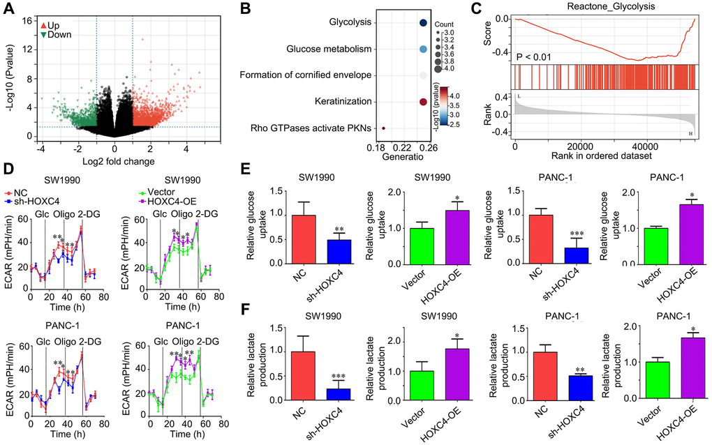 HOXC4 regulates glycolysis in PC cells. (A) DEGs between PC tissues with high and low HOXC4 expression. (B) Reactome analysis of the top200 up-regulated genes in PC with high HOXC4 expression. (C) GSEA for the expression of HOXC4. (D) Extracellular acidification rate in SW1990 and PANC-1 cells while HOXC4 was overexpressed or inhibited. (E, F) Glucose uptake and lactate production in SW1990 and PANC-1 cells while HOXC4 was overexpressed or inhibited. *P **P 
