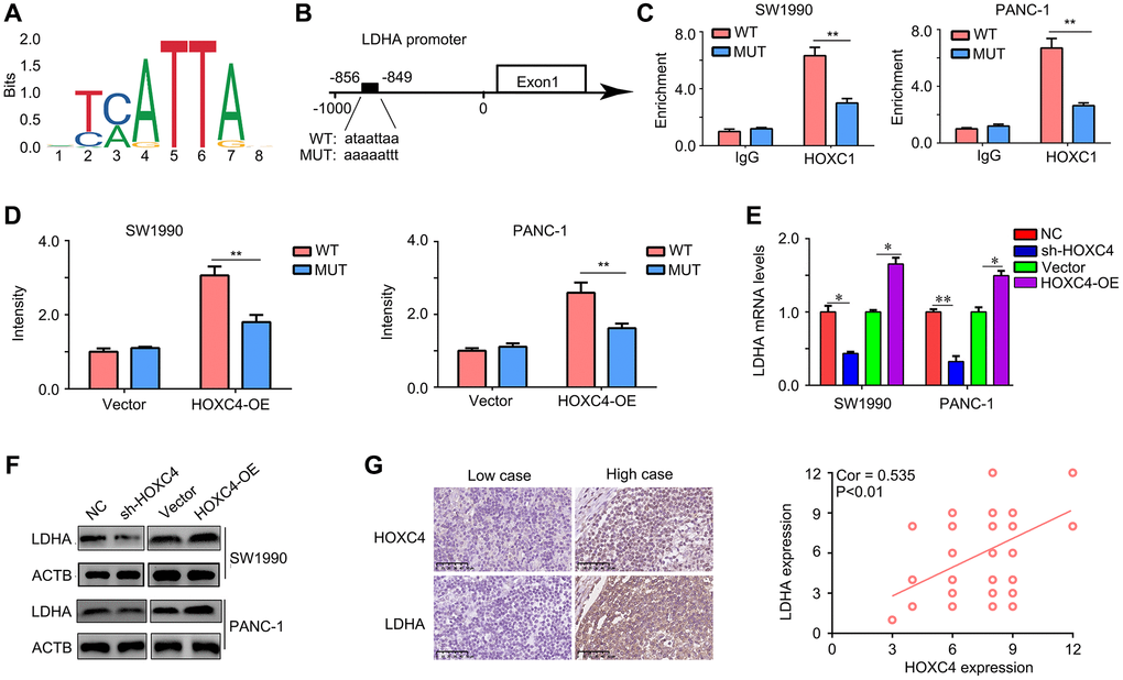LDHA is a target of HOXC4 in PC. (A) Motif of HOXC4. (B) HOXC4 can bind to the promoter of LDHA. (C) Chip-qPCR was used to verify the binding. (D) HOXC4 increased the luciferase activity of LDHA in PC cells, while mutation of the associating element in the promoter of LDHA abolished the effect of the HOXC4 on luciferase activity. (E, F) The mRNA and protein expression of LDHA was regulated by HOXC4. (G) Co-expression between HOXC4 and LDHA in PC tissues. *P **P 