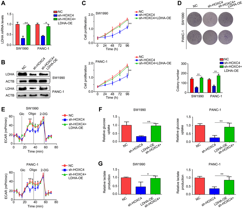 LDHA overexpression decreases the inhibitory effect of HOXC4 knockdown on cell proliferation and glycolysis. PC cells were divided into three groups, including normal control group (NC), HOXC4 knockdown group (sh-HOXC4) and cells with sh-HOXC4 and LDHA-overexpression. (A, B) Reverse transcription-quantitative PCR was used to detect the expression of LDHA in each group. (C) Cell count kit-8 assay was performed to detect the cell proliferation of each group. (D) Colony formation assay was performed to detect the colony formation of each group. (E) Analysis of the extracellular acidification rate for each group. (F, G) Glucose uptake and lactate production were analyzed in each group. *P **P 