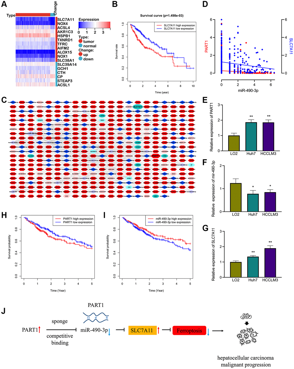 The prognostic ferroptosis-associated lncRNA-based ceRNA network in HCC. (A) Differentially expressed ferroptosis-associated genes in HCC. (B) Kaplan-Meier survival analysis for SCL7A11 in HCC patients. (C) The prognostic ferroptosis-associated ceRNA regulatory network based on lncRNA in HCC. Ellipse: LncRNA, diamond: miRNA, hexagon: mRNA, dark colors indicate up-regulated expressions and light colors indicate down-regulated expressions. (D) Correlation of miRNA-490-3p with the expression of PART1 and SLC7A11. (E–G) Relative expression of PART1, miRNA-490-3p, and SLC7A11 in HCC cell lines HCCLM and Huh7. (H–I) Kaplan-Meier survival analysis for PART1 and miRNA-490-3p in patients with HCC. (J) The PART1/miRNA/SLC7A11 axis in HCC derived from the ceRNA mechanism. *p **p 