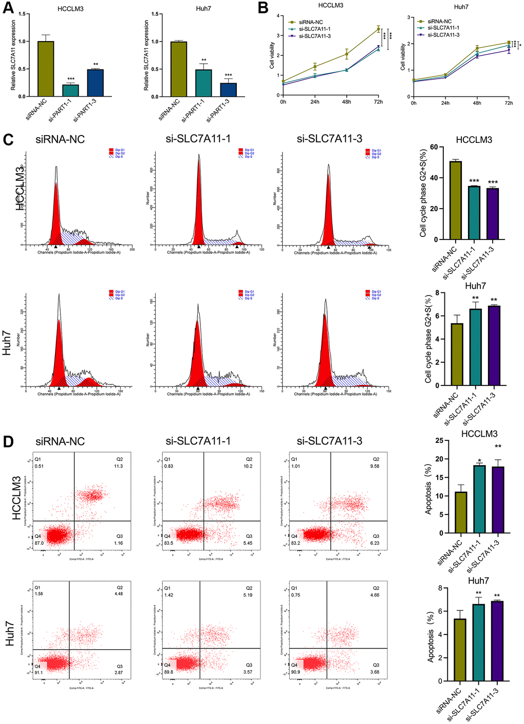 SLC7A11 knockdown refrained cell proliferation and facilitated ferroptosis in HCC cells. (A) The relative expression of SLC7A11 was measured by RT-qPCR in HCCLM3 and Huh7 cells transfected with siRNA-PART1.1 and -PART1.3. (B) CCK-8 assay was conducted to evaluate the proliferation of HCCLM3 and Huh7 cells transfected with siRNA-SLC7A11.1 and -SLC7A11.3. (C, D) The cell apoptosis and cell cycle were assessed by flow cytometry analysis in HCCLM3 and Huh7 cells transfected with siRNA-SLC7A11.1 and -SLC7A11.3. *p **p ***p 