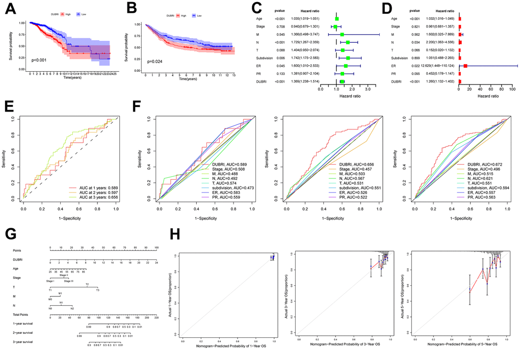 External dataset validation and clinical correlation of DUBRI. The Kaplan-Meier survival curves were used to compare the high and low DUBRI groups in both the TCGA dataset (A) and the GEO external dataset (B). Univariate (C) and multivariate (D) Cox regression analysis was used to examine the relationship between DUBRI and other clinical characteristics. (E) Receiver Operating Characteristic (ROC) curves depicting the performance of DUBRI at 1, 3, and 5 years. (F) Receiver Operating Characteristic (ROC) curves comparing the performance of DUBRI with various clinical features at 1, 3, and 5 years. (G) Prognostic column line graphs for breast cancer patients. (H) The provided data present calibration curves depicting the likelihood of overall survival at 1, 3, and 5 years in the TCGA cohort.