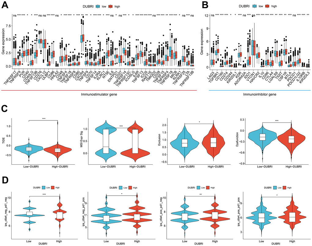 Efficacy of DUBRI in predicting immunotherapy outcome. (A, B) Differences in expression levels of common immune checkpoints between high/low DUBRI groups. (C) Difference between TIDE score, Dysfunction, MSI and Exclusion between high/DUBRI and low DUBRI groups. (D) Differences in IPS scores between high/low DUBRI groups.