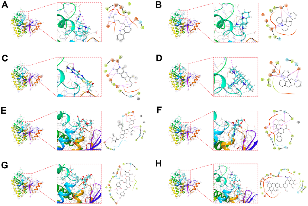 Molecular docking pose. Utilizing molecular docking to screen potential small compounds for target proteins. Figure shows the OTUB2 active pocket with Trypargine (A), Ormosanine (B), Urothion (C), Piptanthine (D), Sagittatin A (E), Tetrahydropentoxyline (F), Scroside B (G) and Thalirugidine (H) in docking position.