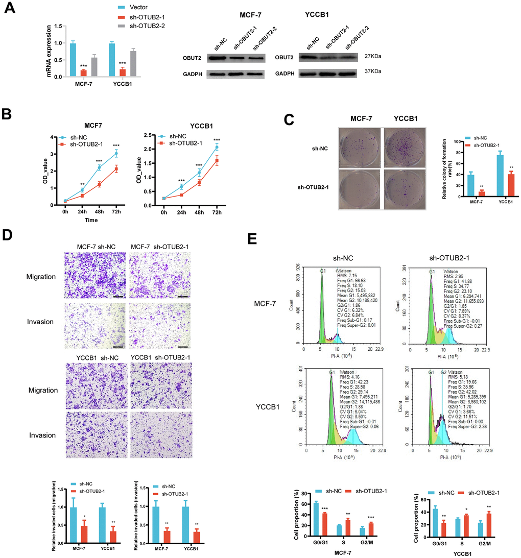 Construction of the OTUB2 knockdown cell and the functional experiment. (A) OTUB2 was successfully knocked down in MCF-7 and YCCB1 cells using lentiviral transfection method. (B) The CCK8 experiment showed that the number of OTUB2 knockdown cells decreased compared to sh-NC cells at various time points. (C) The clone formation experiment suggests that OTUB2 knockdown cells may have weaker formation ability than sh-NC cells. (D) Transwell experiment observed the changes in migration and invasion ability of OTUB2 knockdown cells compared to sh-NC cells. (E) Cell cycle distribution of OTUB2 knockdown cells and sh-NC cells were detected by flow cytometry.