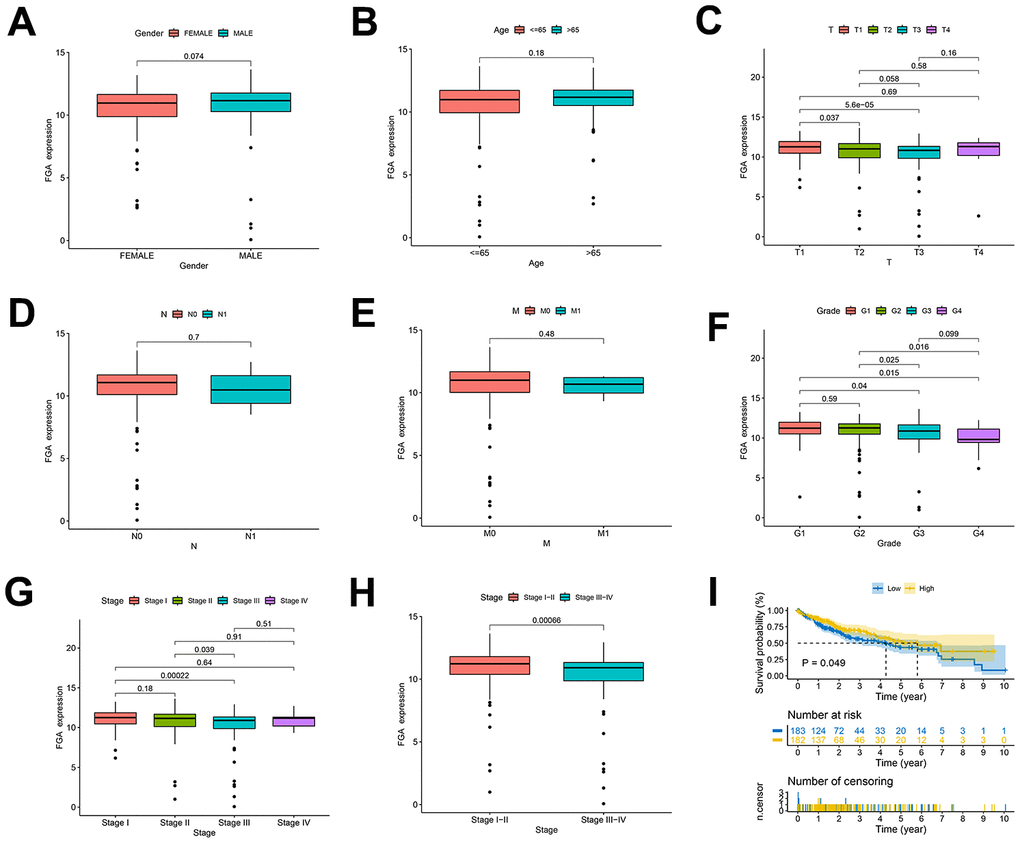 Clinical and pathological characteristics of FGA in HCC patients. (A–H) Evaluation of FGA expression levels in HCC patients using TCGA data, showing the relationship between FGA expression and patient gender, age, depth of infiltration, lymph node metastasis, distant metastasis, grade, TNM stage, and overall survival. (I) Kaplan–Meier curves displaying HCC patients with high expression of FGA gain favorable overall survival. (T: tumor, N: lymph node, M: metastasis; two-tailed Student’s t test; mean ± SD; *P 