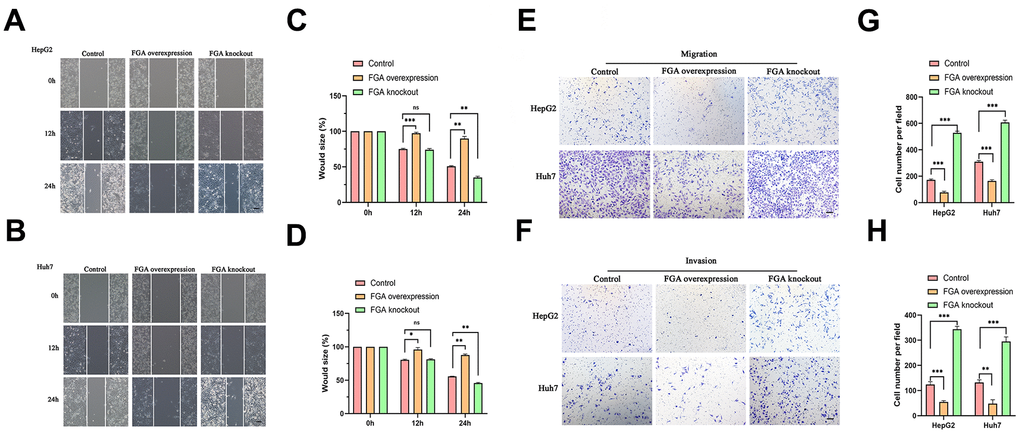 The impact of FGA on HCC cell migration and invasion. (A, B) Representative images were obtained from the wound healing assay, and the corresponding quantitative analysis of the results of the HepG2 (C) and Huh7 (D) wound healing assays demonstrates the effects of FGA overexpression and knockout in cell migration. (E, F) Representative images were acquired from the Transwell assay, and the corresponding quantitative analysis of the results of migration (G) and invasion (H) in the Transwell assay illustrate the impact of FGA overexpression and knockout on cell migration. (mean ± SD, n = 3; *P 