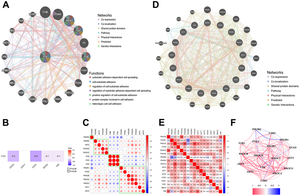 FGA is involved in tumor cell migration through the PI3K/AKT pathway. (A) FGA protein interaction network. (B) The relationship between FGA and EMT marker molecules. (C) The connection between FGA and PI3K/AKT pathway-related molecules in liver cancer. (D) Protein interaction network of EMT marker molecules with PI3K/AKT pathway-related molecules. (E) The correlation between EMT marker molecules and PI3K/AKT pathway-related molecules in liver cancer. (F) Network diagram showing the connections between EMT marker molecules and PI3K/AKT pathway-related molecules, with red indicating positive correlations and blue indicating negative correlations.