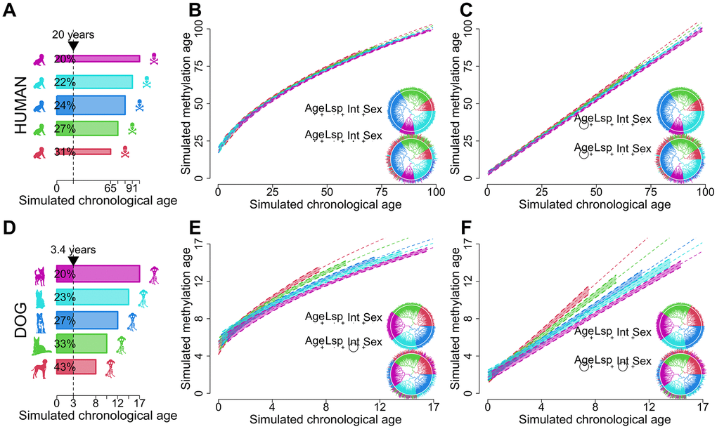 Schematic showcasing the potential of dogs as models for biological aging. Humans (A–C) are compared to dogs (D–F). Panels (A, D) represent idealized distributions of longevity. Human longevity (A) is centered around a particular value while dogs with infrequent extremes as depicted by the width of the bars. Dog longevity (D) is more evenly distributed across different breeds. The different colors represent longevity bins. The vertical dotted line in (A, D) shows the variation in biological ages for a fixed chronological age. The longevity distributions in (A, D) were used to generate the biological age regression models in (B, C, E, F). Ages were sampled uniformly from within the bounds of each longevity category. Regression models contain a dependent term raised to the second power and simulated values for age (Age), lifespan (Lsp), sex (Sex) and the quotient between age and longevity representing biological age (Int) as independent variables. The same coefficients, sample sizes and error distributions were used for humans and dogs, and phylogenies were randomly generated. Panels (B, E) represent the effects of non-linearity while (C, F) depict the linearized regression model. The p-values of each regression term are shown as circles in the inscribed equations with size proportional to -log magnitude, joined by plus signs to evoke linear regression. In panels (B, C, E, F) the top equations showcase instances where longevity is completely correlated with tree topology, as depicted by the matching color of the tree leaves and edges. In the bottom equations longevity has a smaller phylogenetic signal while still retaining some phylogenetic structure. The 99% confidence intervals and trend lines in the plots are produced by this second model.